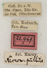 labels (syntype). Depicts CollectionObject 1592202; 37bf4562-6d8a-475f-a5a1-8e40debf9bf4, a CollectionObject.