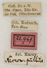 CollectionObject 1592202; 37bf4562-6d8a-475f-a5a1-8e40debf9bf4: labels (syntype). (CollectionObject).