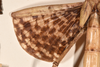 copyright OUMNH. female wings of Phasma (Diura) japetus (holotype). Depicts CollectionObject 1557052; b05ff683-8c60-4212-aaa3-e99ec2ddf0cd, a CollectionObject.