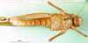 CollectionObject 1500301; 1ae711e5-d152-4219-99b9-84d251db93dd: male, ventral view (syntype of Gastrimargus testaceus). (CollectionObject).