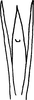 Aedeagus, ventral view on Erythridula dowelli (Beamer, 1932): Aedeagus, ventral view. (Observation).
