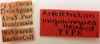 Antitheton iniquiungues Hebard, 1919: Photo by Heidi Hopkins. Labels. (Otu).