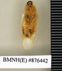 CollectionObject 1572983; 54f114ed-8045-4bd9-a56b-7a8fbcd9877d: Copyright Natural History Museum, London. Non-type (adult male) in BM(NH). Ventral view. (CollectionObject).