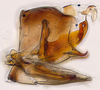 Pygofer, lateral view: (Observation).