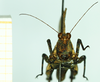 CollectionObject 1584422; c118463e-e7da-4a2d-a8e5-1d1bb2fa6b8f: male, frontal view. (CollectionObject).