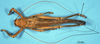 CollectionObject 1506982; 203a01b5-cc42-4525-bb39-6db640b8ec1c: male, dorsal view (holotype). (CollectionObject).
