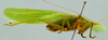 CollectionObject 1593131; 8a0523a6-84bc-4d0d-bd10-99a3a840171e: male, lateral view. (CollectionObject).