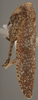 Habitus, lateral view: !! display not done !! on Baroma reticulata Oman, 1938: Lateral. (Observation).
