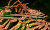 Micrarchus hystriculeus (Westwood, 1859): copyright Paul D. Brock. mating pair. Lower Hutt, 12 February 2015. (Otu).