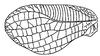 Chlorocoelus hypericifolius (Stoll, 1813): male left tegmen. (Otu).
