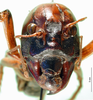 CollectionObject 1594840; 4b7af46d-d58c-4bd4-9c25-a3853a811f65: male, frontal view. (CollectionObject).