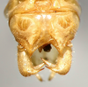 CollectionObject 1505669; e28bcb11-7e21-42cc-8942-6a6c130ea64a: male abdominal apex and cerci, dorsal view (syntype of Ruspolia brevipennis). (CollectionObject).
