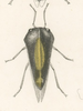 Habitus, dorsal view: !! display not done !! on Atymna querci (Fitch, 1851): (Observation).