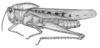 Xyleus laevipes (Stål, 1878): Fig. 16. female, habitus (specimen from Uruguay, Rio Negro, Rincón de Fray Bentos). (Otu).