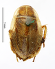 Balta spuria (Brunner von Wattenwyl, 1865): CC BY-NC-ND 4.0/MNHN - Depraetere Marion - 2014. Type, female, of bitaeniata Saussure, 1869. Specimen number: MNHN-EP-EP1539. http://coldb.mnhn.fr/catalognumber/mnhn/ep/ep1539. (Otu).