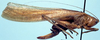 CollectionObject 1522101; c7f230c7-fd96-422f-bae9-418cdbfaf796: female (holotype of Eppioides bicolor). (CollectionObject).