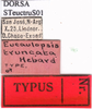 labels (holotype). Depicts CollectionObject 1530689; 0ee3290e-72db-48b1-a54d-9837d76de7cc, a CollectionObject.