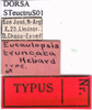 CollectionObject 1530689; 0ee3290e-72db-48b1-a54d-9837d76de7cc, DORSA STeuctruS01: labels (holotype). (CollectionObject).