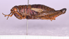 CollectionObject 1585722; e2313081-4024-4516-97b7-a35f4d57ca95: female, body in lateral view (no a type). (CollectionObject).