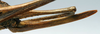 CollectionObject 1517224; 8fe2a923-e646-4df0-9948-1ca0383e52b4: female ovipositor (holotype). (CollectionObject).