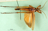 CollectionObject 1501109; 5363a4de-6e58-4c1c-8ec5-0a1d561ee3ad: male, ventral view (syntype). (CollectionObject).