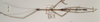 CollectionObject 1561329; 98a71e4a-6c10-422f-aeb7-2ea3b2d86c40: copyright OUMNH. male (holotype). (CollectionObject).