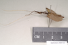 CollectionObject 1559093; f36c70cd-acc5-4588-b48e-fae8019a3fd9: copyright Natural History Museum, London. male, lateral view (syntype). (CollectionObject).