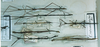 CollectionObject 1557730; 8259a629-8adb-4ef9-b544-3c039a150c30: copyright MNHN, Panel coll., Paris. male (syntypes, at least two; no evidence Brunner saw the other five). (CollectionObject).