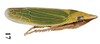 Habitus, lateral view on Draeculacephala californica Davidson & Frazier, 1949: (Observation).