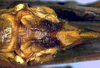 CollectionObject 1532888; 513c5f7f-892f-4f15-8e4a-703686dd7786: female subgenital plate (syntype). (CollectionObject).