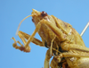 CollectionObject 1580354; MUJ MUJ-670, c145f0bc-9113-4316-995c-9f79132ae82f: female, face lateral view. (CollectionObject).