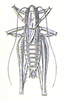 Incertana incerta (Brunner von Wattenwyl, 1882): Pl. 1, Fig. 3. male, dorsal view (Platycleis truncata). (Otu).