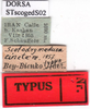 CollectionObject 1530698; 1e45c8ef-0da3-47d5-a5ff-dcff4688e42a, DORSA STscogedS02: labels (holotype). (CollectionObject).