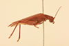 CollectionObject 1476829; 37734008-3822-4e15-bbcb-0199efa72ad0, NHMUK015982151: female, lateral view (syntype). (CollectionObject).