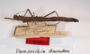 CollectionObject 1560922; 83189abb-e790-441e-beff-f8576f41d2b4: copyright MNCN, Madrid. female, lateral view (syntype). (CollectionObject).