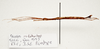 CollectionObject 1595837; 69c9f47b-4b25-4afe-b6ea-ed670bd62ecf: copyright LKCNH Singapore. male, lateral view (paratype). (CollectionObject).;CollectionObject 1595838; d0360f50-72f5-4e29-9303-e290158de26d: copyright LKCNH Singapore. male, lateral view (paratype). (CollectionObject).