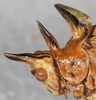 CollectionObject 1532956; 5c91349d-23fe-4c0e-a6ee-05441b5ba550: female, head and pronotum (lectotype). (CollectionObject).