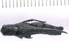 CollectionObject 1523993; 3899f4b9-eaef-4afc-a83b-513da549263a: female, dorsal view (holotype). (CollectionObject).