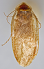 CollectionObject 1567104; e1d5ba99-fd52-4ab9-8d5d-39999c8b9e89: Photo by Heidi Hopkins. Holotype, adult male, dorsal habitus. (CollectionObject).
