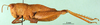 CollectionObject 1502637; 8233817a-52f1-440b-819d-b1aa31dcf777: female, lateral view (syntype). (CollectionObject).