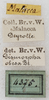 CollectionObject 1496443; NMW 4375, fdb4db34-0dbe-42b7-acd2-26f74df50a82: labels (holotype). (CollectionObject).