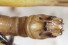 CollectionObject 1595847; 295210e5-83c0-422a-b06d-bbb9da346279: male abdominal apex, dorsal view. (CollectionObject).