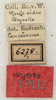 CollectionObject 1531642; f052cf30-c1fd-4f51-9880-e53272acefd0: labels (holotype). (CollectionObject).