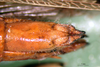 CollectionObject 1530675; eabd2fc9-d04a-4d98-b395-e72ce5615a26: female abdomen tip, ventral view (syntype). (CollectionObject).