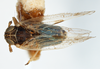 Habitus, dorsal view on Delphacodes saxicola Muir, 1926: (Observation).