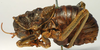 CollectionObject 1516918; b27fe357-5f62-4791-9e65-20f2d6377d0f: male, lateral view (syntype of Eugasteroides frater). (CollectionObject).