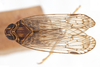 Habitus, dorsal view: !! display not done !! on Xenoliarus montanus (Metcalf, 1923): (Observation).