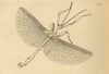 from Gray 1833. male Extatosoma tiaratum [type species] uncoloured plate. Depicts Extatosoma Gray, 1833, an Otu.