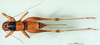 CollectionObject 1502604; d3182ca4-4c59-4902-abd6-3790ff1b5347: female, dorsal view (paratype). (CollectionObject).