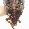 Head: !! display not done !! on Bruchomorpha keidensia Doering, 1940: (Observation).